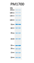 ExcelBand™ All Blue Broad Range Protein Marker, 250 μl x 2