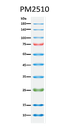 ExcelBand™ Enhanced 3-color Regular Range Protein Marker, 250 μl x 2