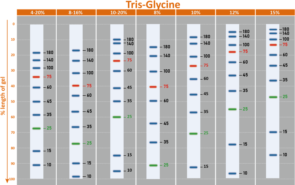 ExcelBand™ Enhanced 3-color Regular Range Protein Marker, 250 μl x 2
