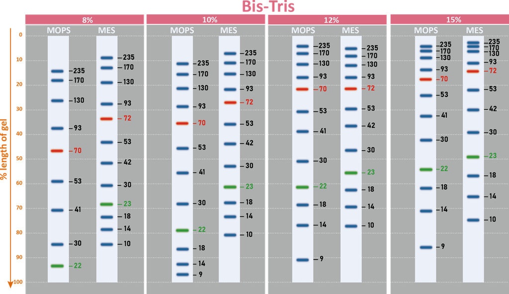 ExcelBand™ 3-color High Range Protein Marker, 250 μl x 2