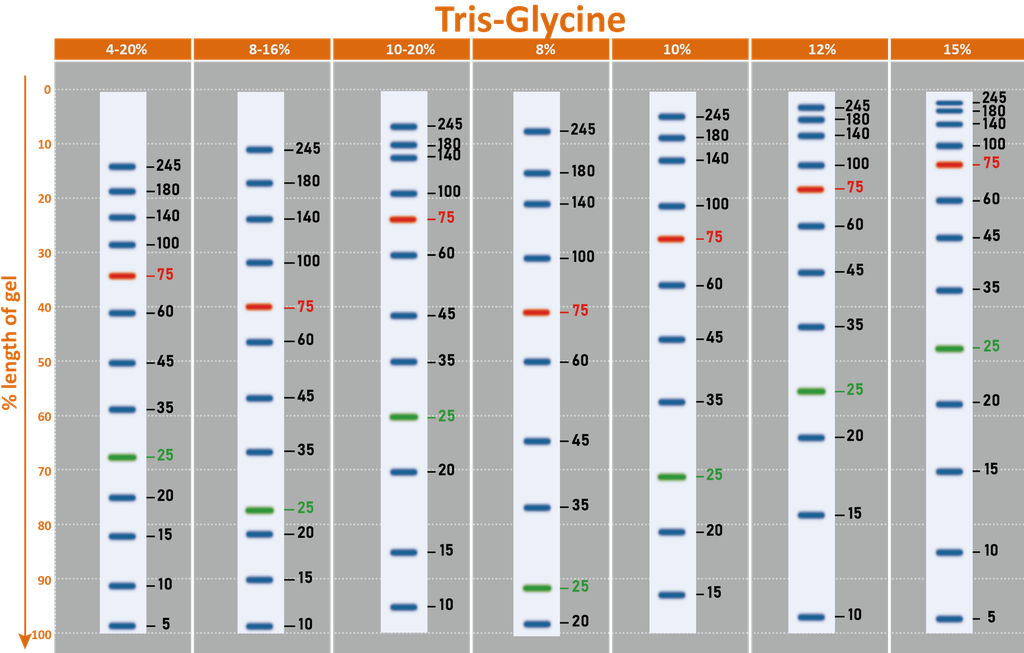 ExcelBand™ 3-color Broad Range Protein Marker, 250 μl x 2