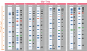 ExcelBand™ 3-color Broad Range Protein Marker, 250 μl x 2