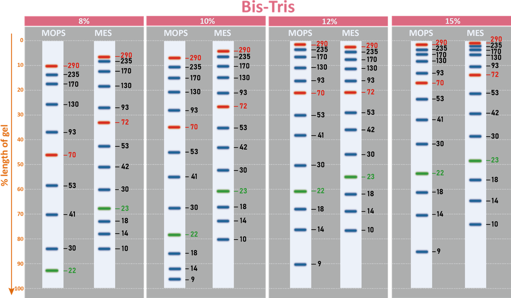 ExcelBand™ 3-color Extra Range Protein Marker, 250 μl x 2