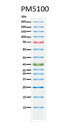 ExcelBand™ 3-color Pre-stained Protein Ladder, High Range, 250 μl x 2