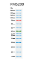 ExcelBand™ 3-color Pre-stained Protein Ladder, Broad Range, 250 μl x 2