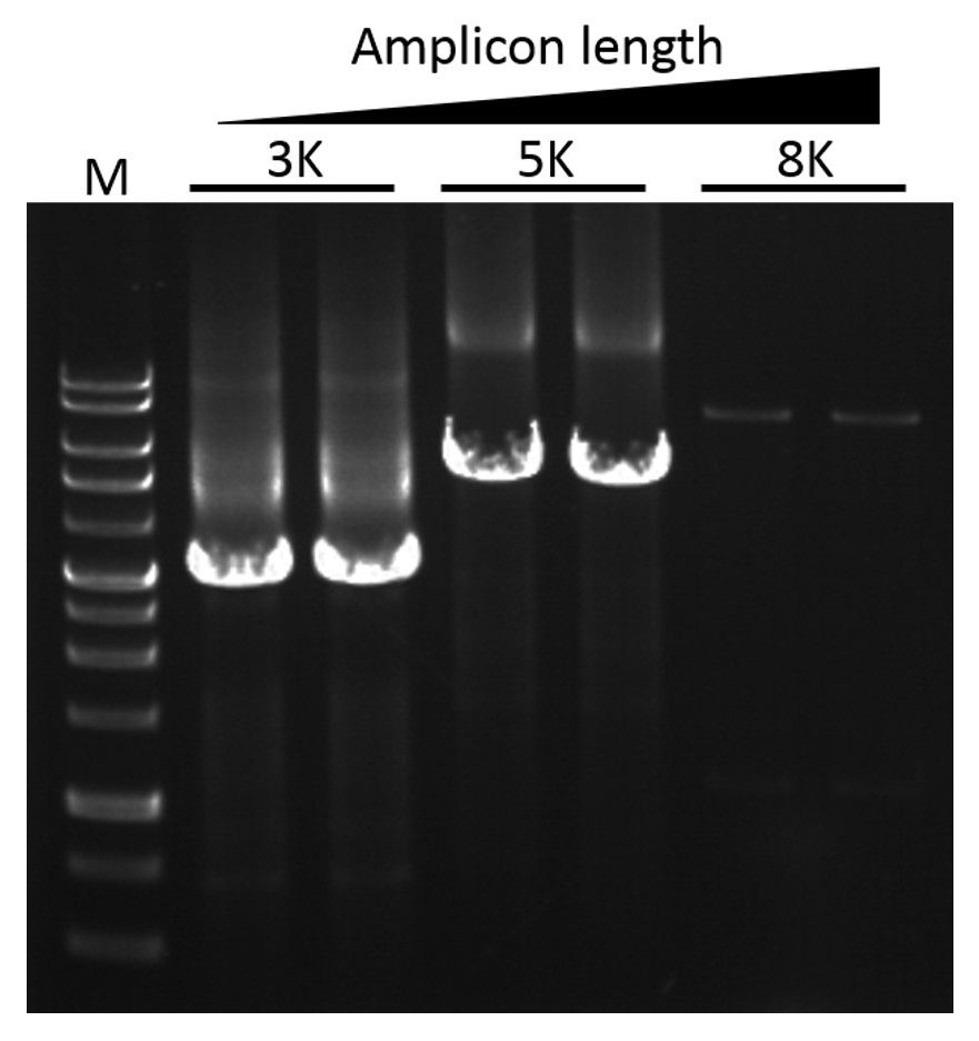 ExcelTaq™ 5X PCR Master Dye Mix, 200 RXN