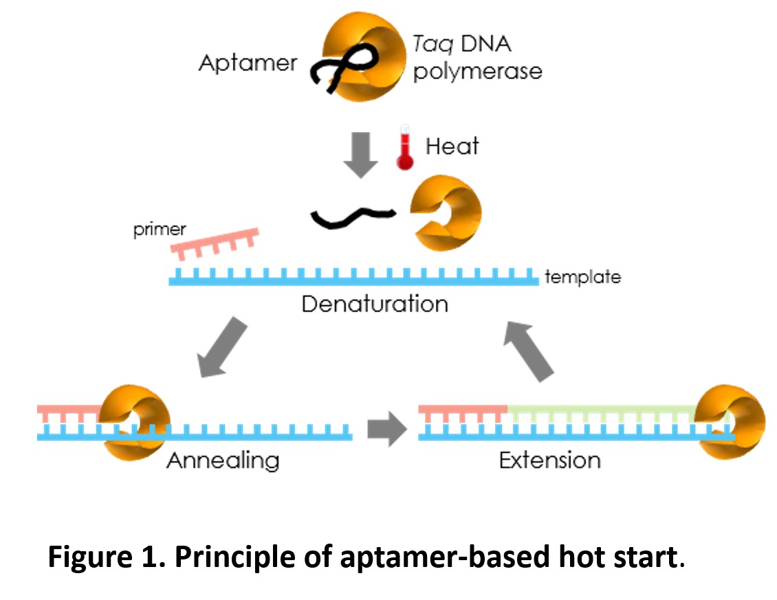 ExcelTaq™ Hot Start II DNA Polymerase (5 U/μl, 500 U)