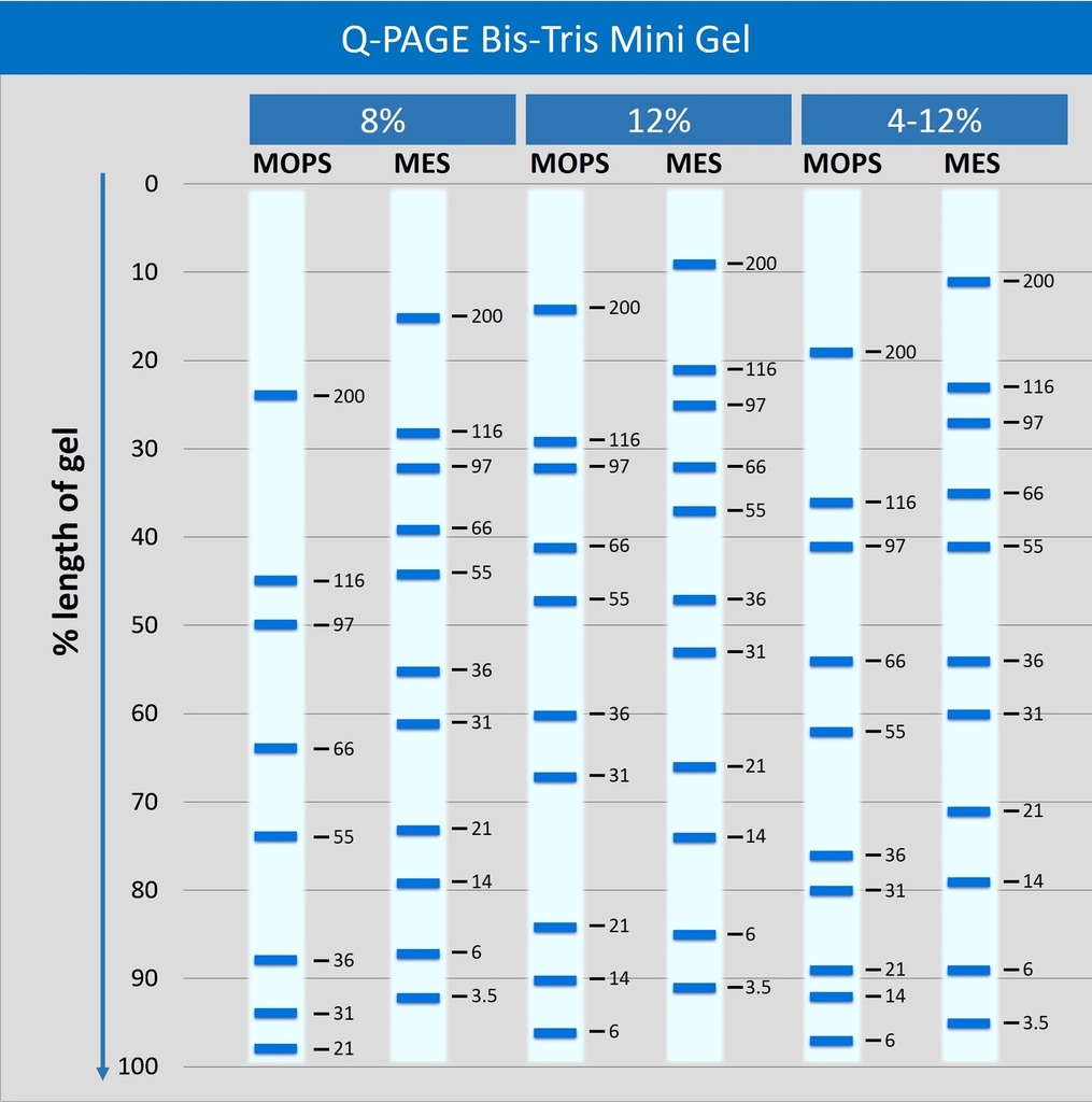 [QP2110] Q-PAGE™ Bis-Tris Precast Gel (Mini, 12 wells, 8%), 10 gels