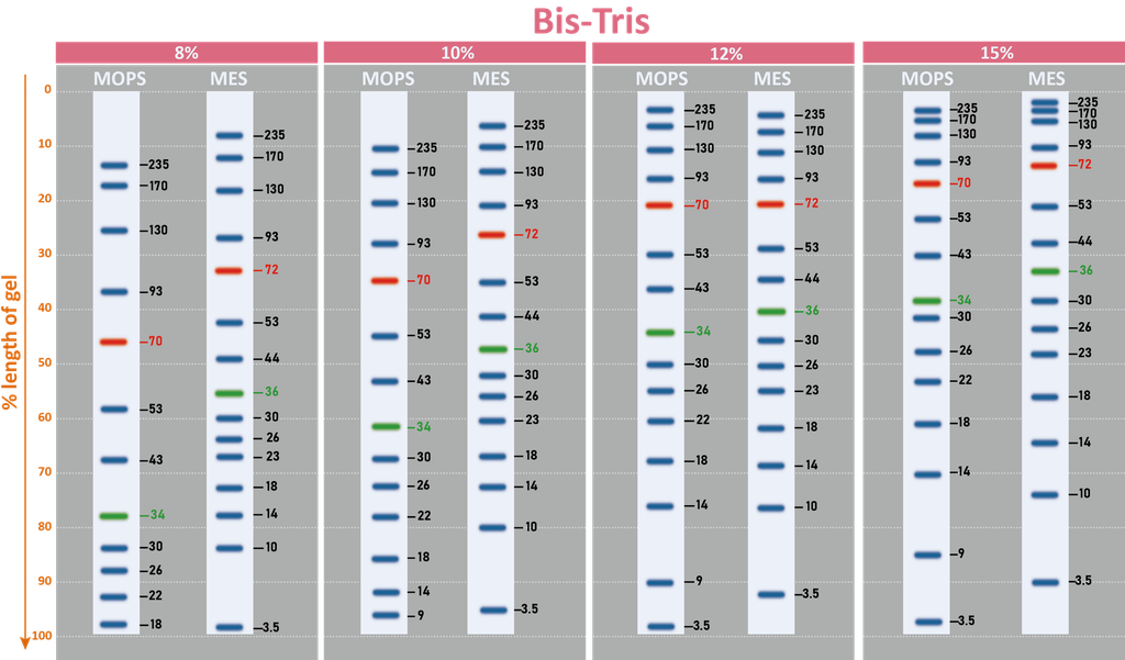 [PM5200] ExcelBand™ 3-color Pre-stained Protein Ladder, Broad Range (3.5-245 kDa), 250 μl x 2