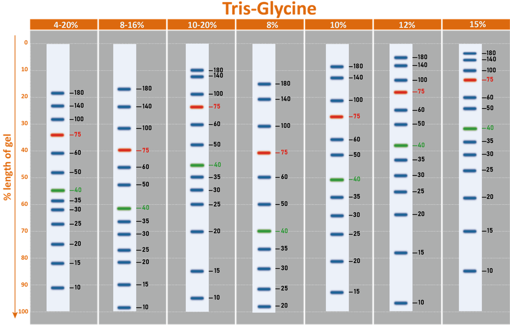 [PM5000] ExcelBand™ 3-color Pre-stained Protein Ladder, Regular Range (9-180 kDa), 250 μl x 2