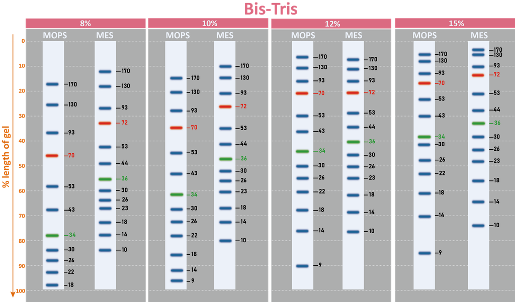 [PM5000] ExcelBand™ 3-color Pre-stained Protein Ladder, Regular Range (9-180 kDa), 250 μl x 2