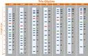 [PM5100] ExcelBand™ 3-color Pre-stained Protein Ladder, High Range (9-245 kDa), 250 μl x 2