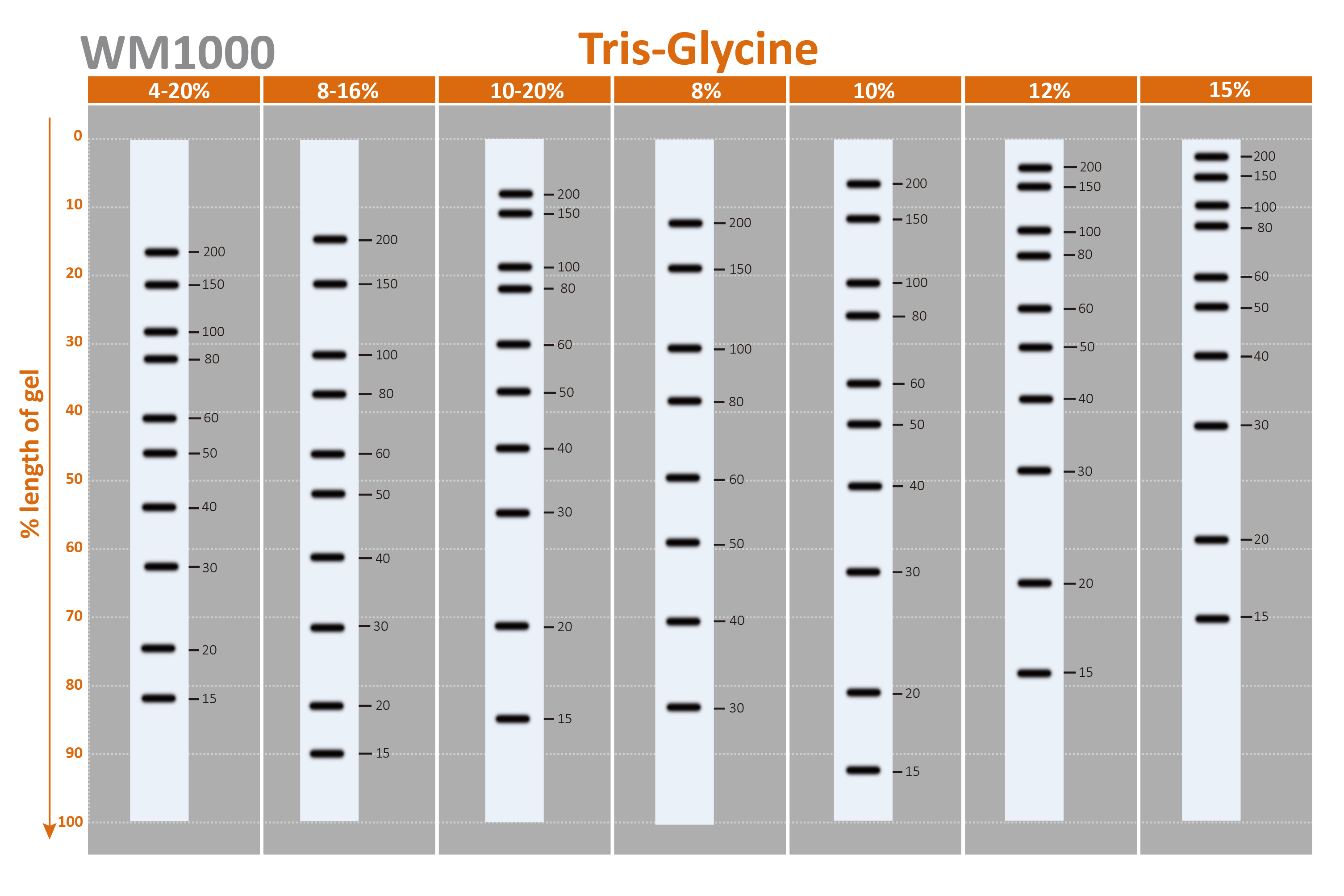 [WM1000] YesBlot™ Western Marker I, 250 μl