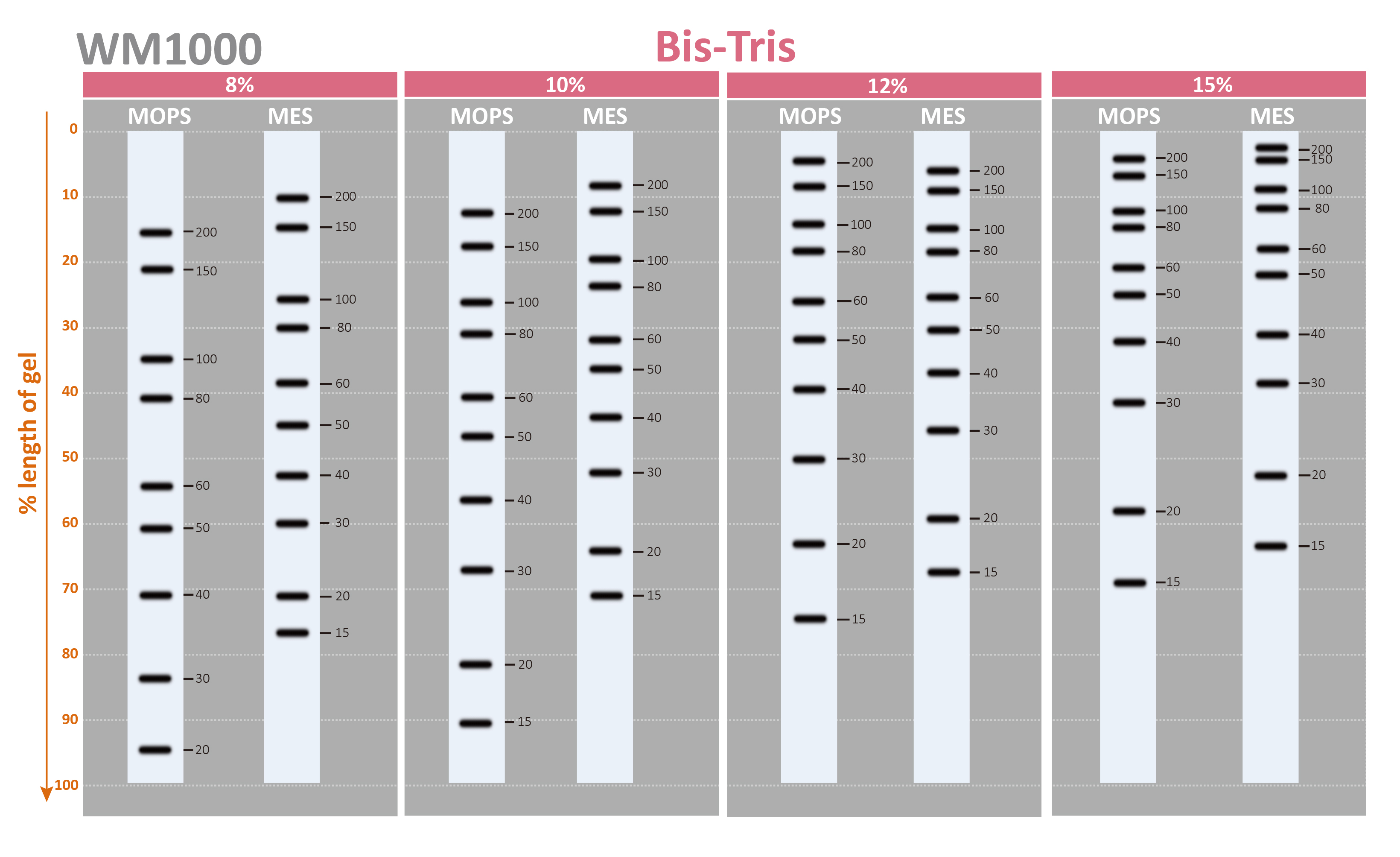 [WM1000] YesBlot™ Western Marker I, 250 μl