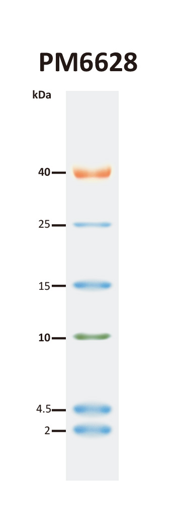 [PM6628] ProMetric™三彩低範圍蛋白質分子量標記, 2 to 40 kDa, 250 μl