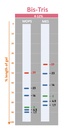 [PM6628] ProMetric™三彩低範圍蛋白質分子量標記, 2 to 40 kDa, 250 μl