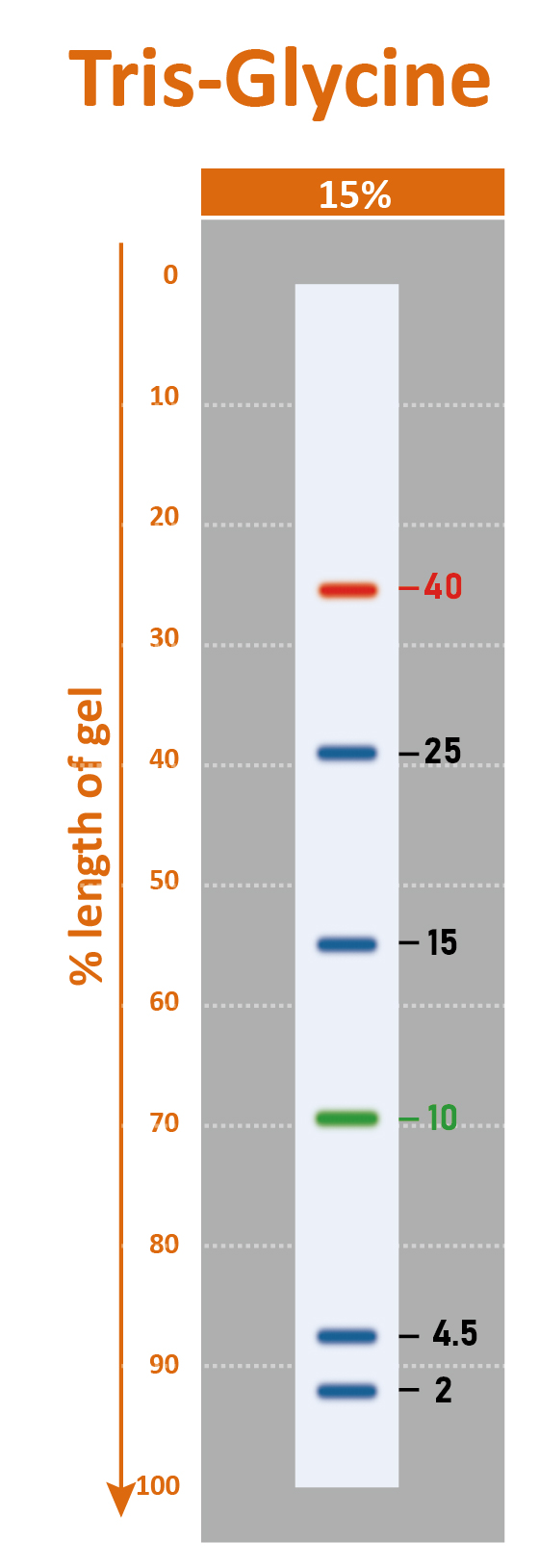 [PM6628] ProMetric™三彩低範圍蛋白質分子量標記, 2 to 40 kDa, 250 μl