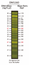 FluoroBand™ 50 bp Fluorescent DNA Ladder, 500 ul