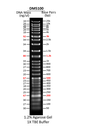 ExcelBand™ Super Range DNA Ladder (50 bp-25 kb), 500 μl
