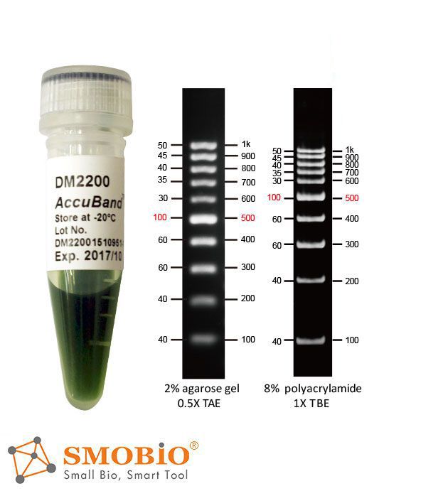 [DM2200] [DM2200] AccuBand™ 100 bp DNA分子量標記Ⅱ, 500 μl