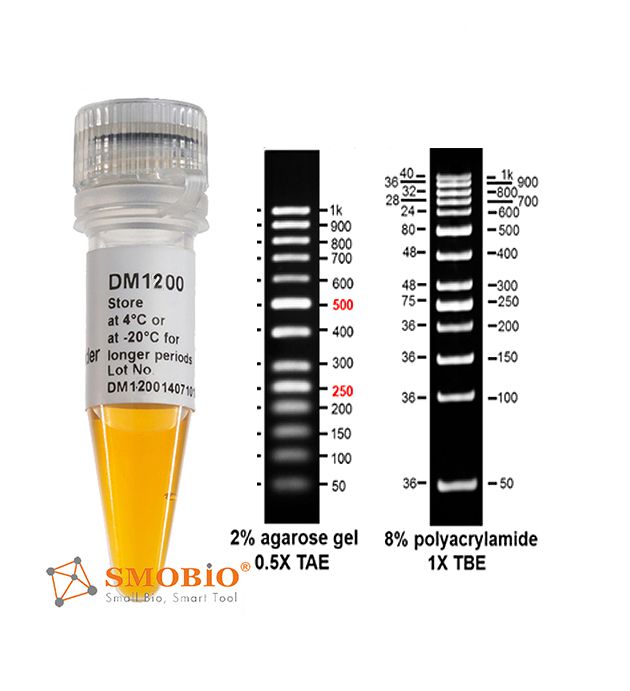 [DM1200] [DM1200] AccuBand™ 50 bp DNA分子量標記, 500 μl