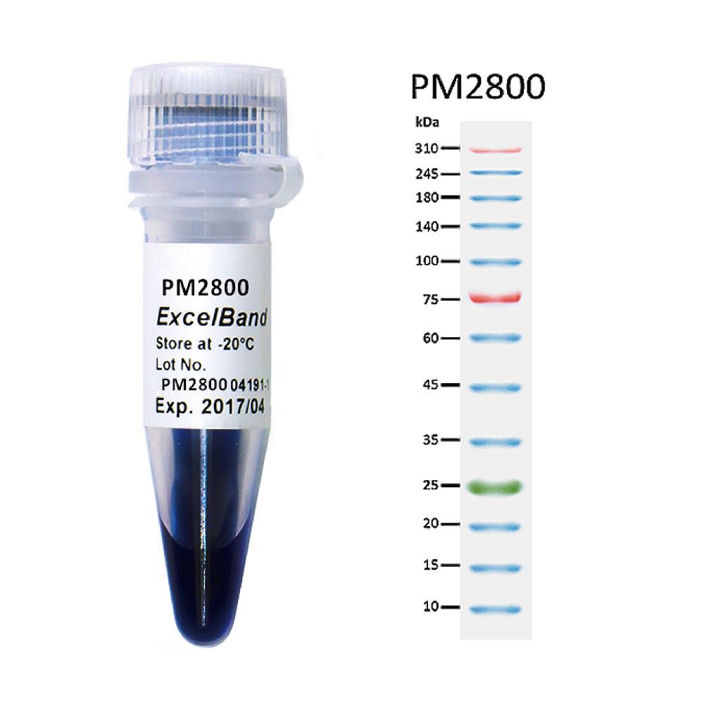 [PM2800] [PM2800] ExcelBand™三彩蛋白質超廣分子量標記, 250 μl x 2