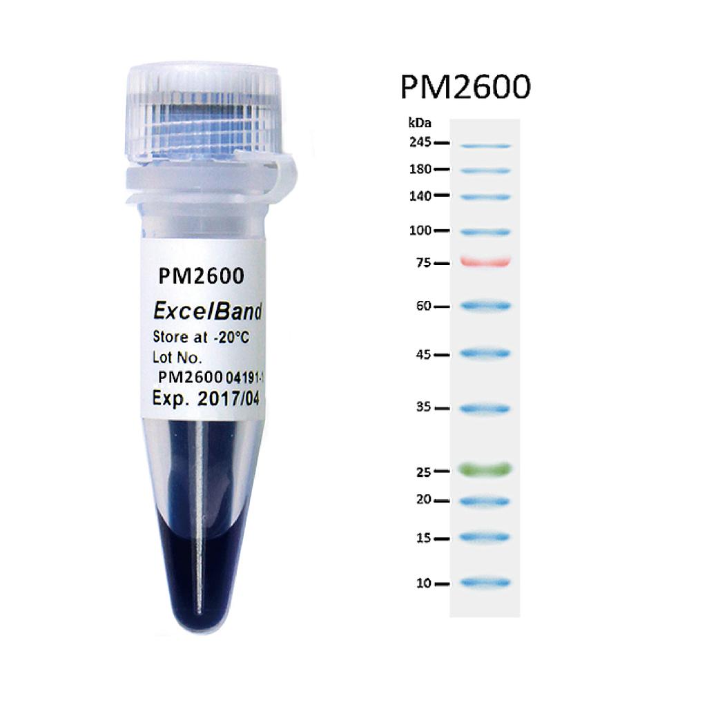 [PM2600] [PM2600] ExcelBand™三彩蛋白質高分子量標記, 250 μl x 2