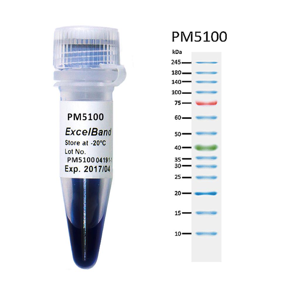 [PM5100] [PM5100] ExcelBand™三彩預染型蛋白質分子量標記,高範圍, 250 μl x 2