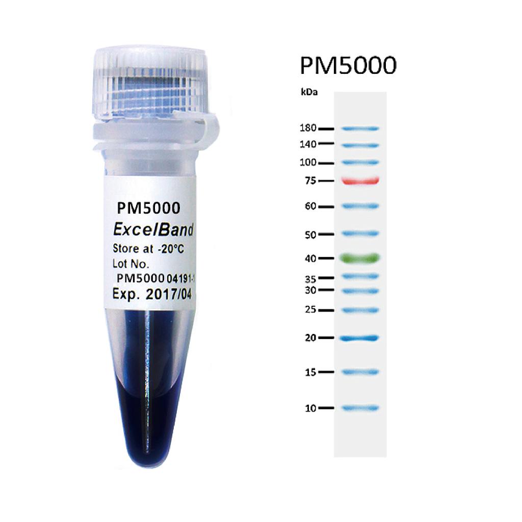 [PM5000] [PM5000] ExcelBand™三彩預染型蛋白質分子量標記,常規範圍, 250 μl x 2