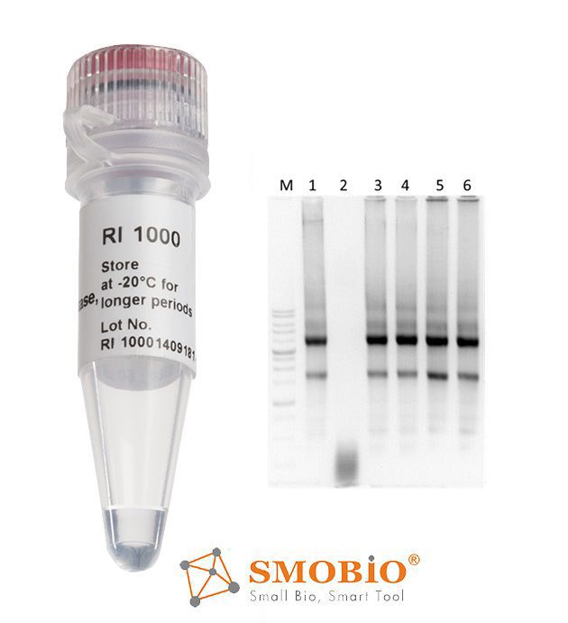 [RI1000] [RI1000] RNAok™ RNA酶抑制劑, 20 U/μl, 2000 U