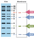 [WM1000] YesBlot™西方墨點分子量標記物Ⅰ, 250 μl 