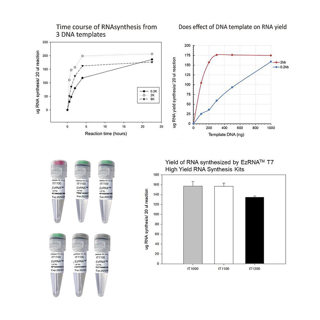 [IT1100] [IT1100] EzRNA™ T7 高產量RNA合成試劑盒(Ψ-UTP),50 RXN