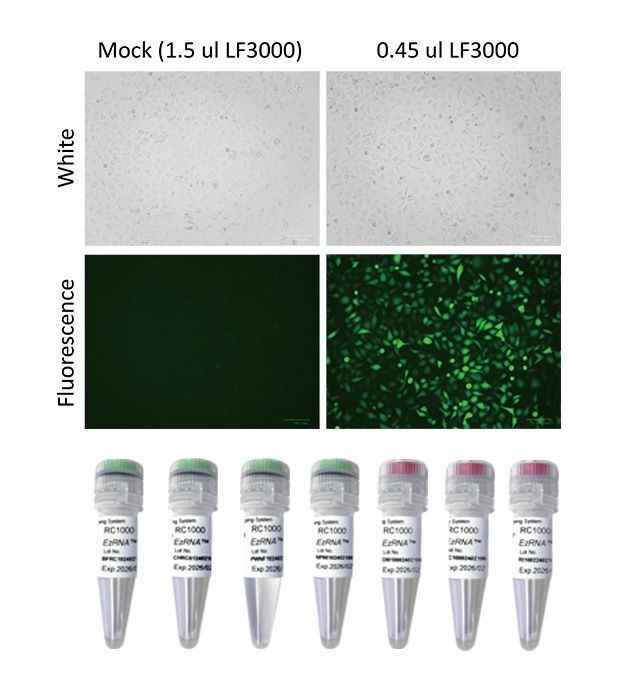 [RC1000] [RC1000] EzRNA™ RNA加帽系統, 50 RXN