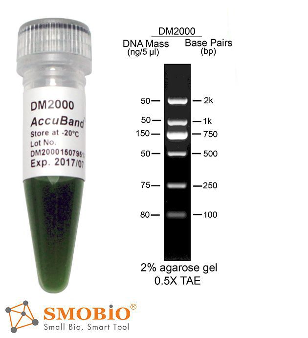 [DM2000] AccuBand™ 100 bp DNA分子量標記Ⅱ, 精簡型, 500 μl