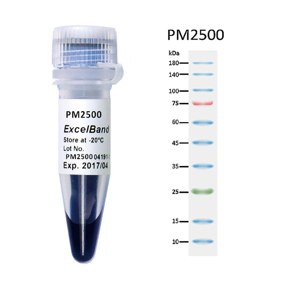 [PM2500] ExcelBand™三彩蛋白質常規分子量標記, 250 μl x 2