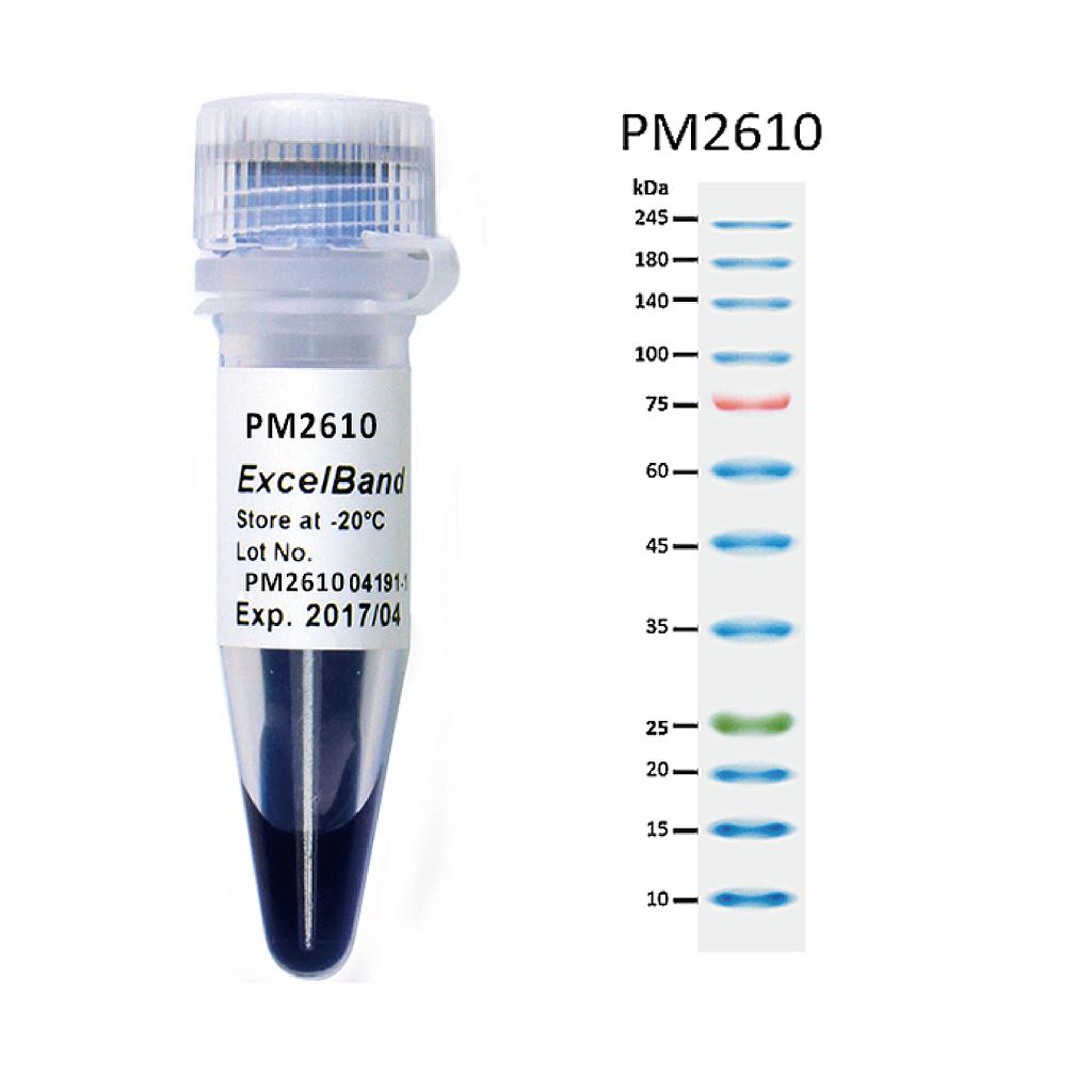 [PM2610] ExcelBand™增強型三彩蛋白質高分子量標記, 250 μl x 2