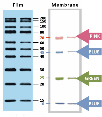 [WM1000] YesBlot™西方墨點分子量標記物Ⅰ, 250 μl 