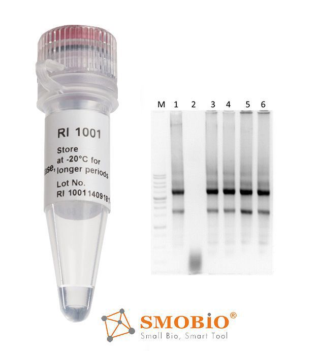 [RI1001] RNAok™ RNA酶抑制劑, 20 U/μl, 2000 U x 5